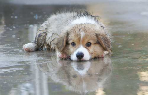 PETS LIKE DOGS WHO STAY OUT IN THE RAIN CATCH MANY DISEASES