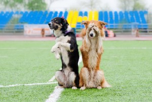 two border collie dogs show trick