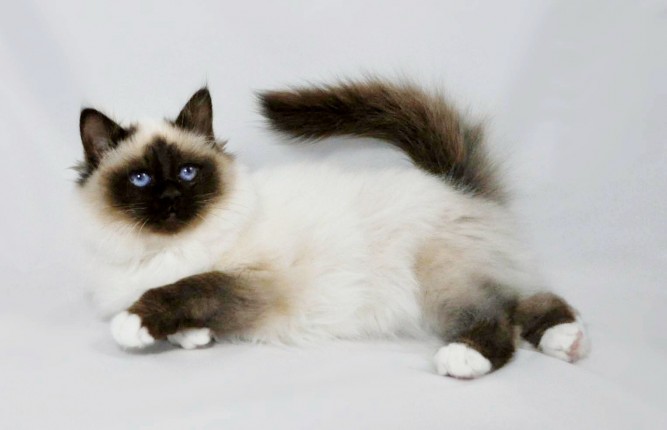 All About The Dog-Cats -Birman