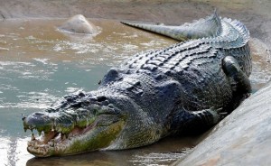 Saltwater-Crocodile-Swallows-12-Year-Old-Boy
