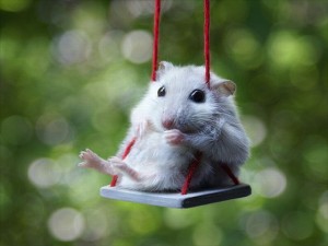 a.baa-Cute-hamster-on-a-swing