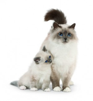 All About The Dog-Cats -Birman