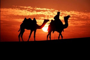 camels_desert1
