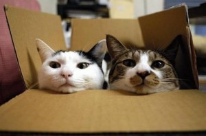 cats_in_box