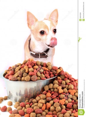 chihuahua-dog-eating-26816236