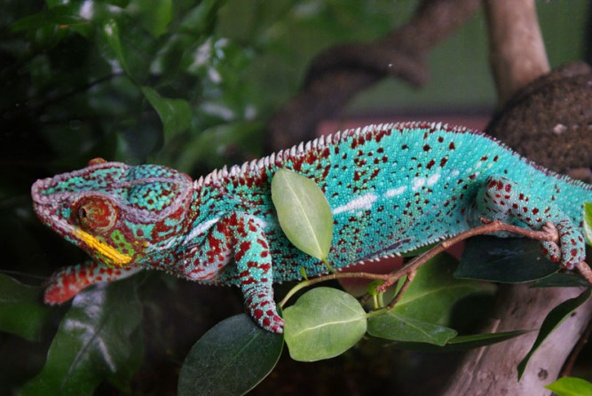 colorful-chameleon