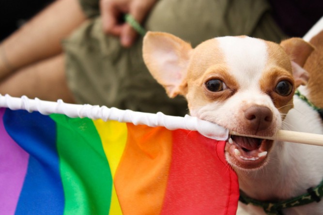 cr-puppy-at-pride-parade