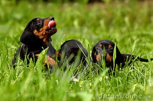 cute-dachshund-puppies-playing-green-grass-15269344