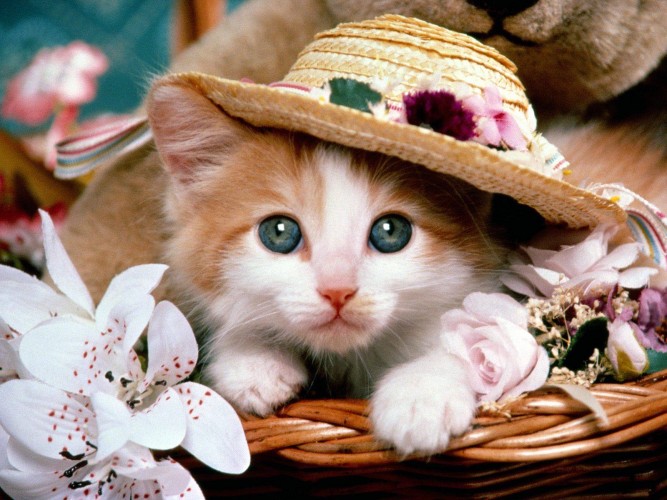 cute_cats_wallpapers_1920x1200