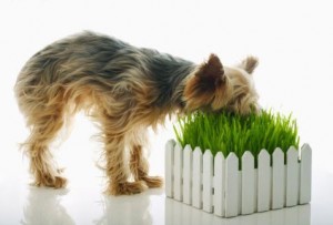 FOOD HABITS OF A DOG- GRASS