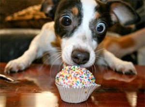 dog-eats-cupcake
