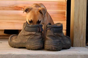dog smelling boots