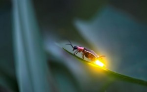 firefly glowing