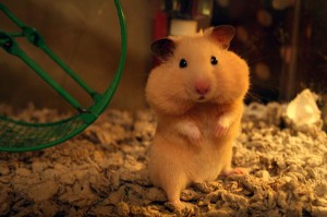 hamster-storing-food-in-cheeks-145