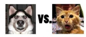 Battle of Ages: Dog VS Cat (Part One)