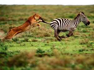 IT IS RARE THAT LION GETS AN INDIVIDUAL ZEBRA ROAMING ABOUT