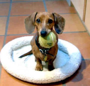 miniature-dachshund-puppy