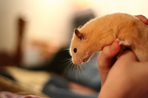 play-with-hamster