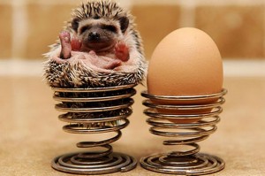pygmy-hedgehog-pic-masons-news-image-1-866235067