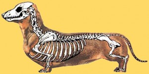 why-do-dachshunds-have-bad-backs