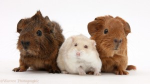 25393-Baby-Guinea-pigs-and-Russian-Hamster-white-background