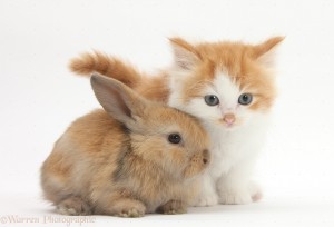 30891-Ginger-and-white-kitten-baby-rabbit-white-background