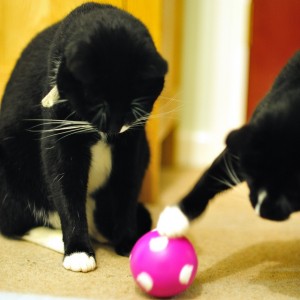 Cats playing with treat ball