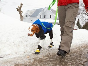 88013988-cold-weather-pet-tips-632x475