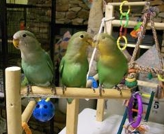 Agapornis_-three_pet_lovebirds_with_parrot_toys-8a