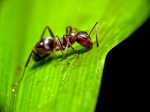 Ant_on_leaf