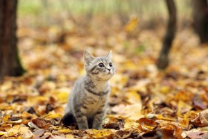 British-kitten-in-autumn-park-fallen-leaves