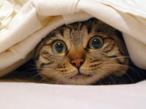 Cat-Hiding-Under-Blanket
