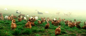 Chickens_in_fog