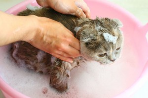 How-to-Give-a-Cat-a-Bath-without-Getting-Scratched