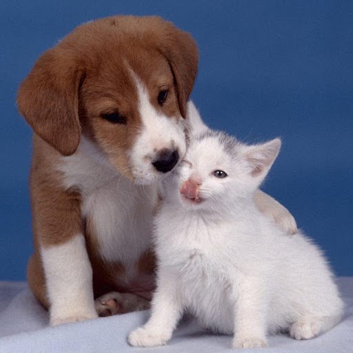 Kitten-and-Puppy