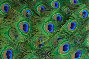 Lightmatter_peacock_tailfeathers_closeup