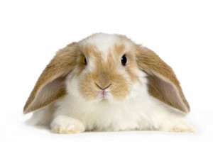 Lop-Eared-Rabbit-Laying-Dow