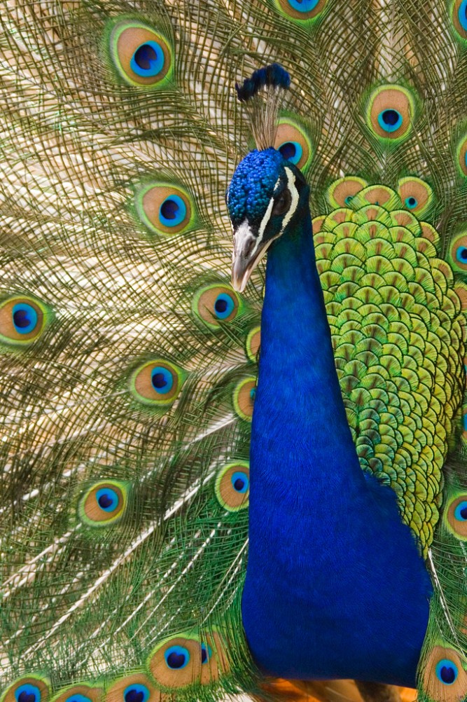 Oregon_zoo_peacock_male