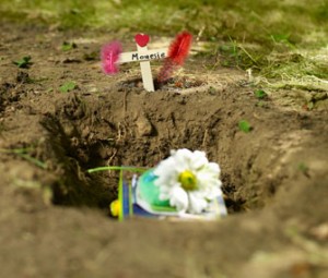 Pet-burial-Thinkstock-82462966-335lc060613