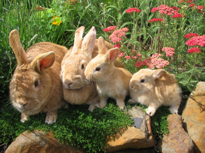 Raising-Rabbits-for-Show