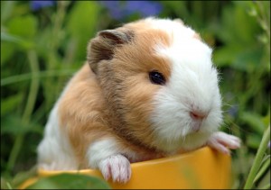 baby-guinea-pig