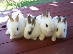 best-baby-rabbits-pictures-1-559x420