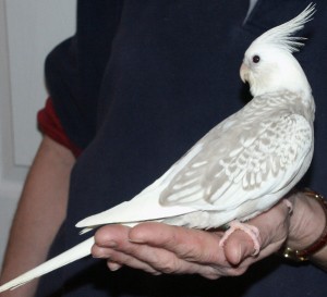 cockatiel-bird-photograph-1083900680
