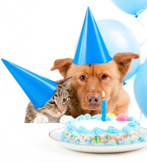 dog-cat-birthday-cake