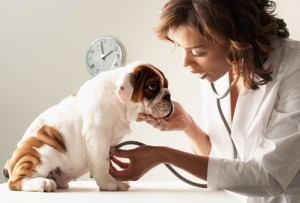 dog-veterinarian (1)