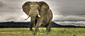 elephant-banner