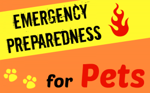 emergency preparedness for pets