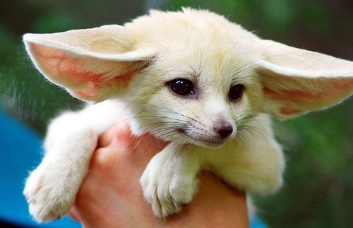 fennec_foxes_3