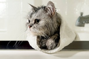 give-cat-bath-450mk060811