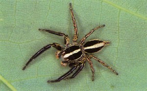 JUMPING SPIDERS ARE MORE THAN 3 INCHES GENERALLY